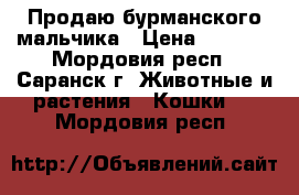 Продаю бурманского мальчика › Цена ­ 7 000 - Мордовия респ., Саранск г. Животные и растения » Кошки   . Мордовия респ.